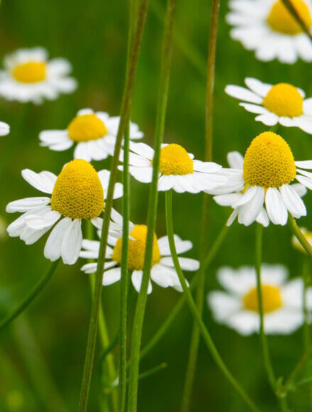 German Chamomile 40748 e1714284825744