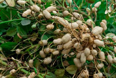 کره بادام زمینی 3 peanut plant profile 4797389 hero 439ff76cc5444ca7869eacb25e683306